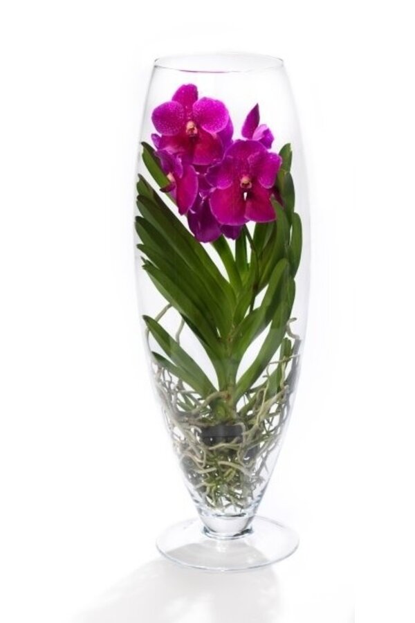 Vanda rose foncé dans un vase à champagne