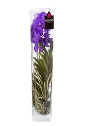 Vanda dans un vase cylindrique Violet