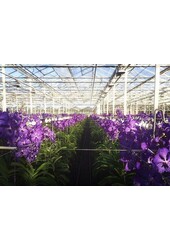Vanda in cilinder vaas Paars