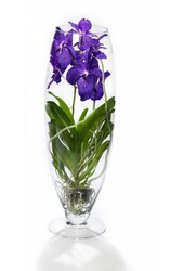 Vanda violette dans un vase à champagne