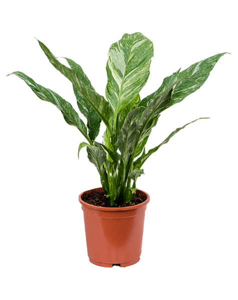 Spathiphyllum  Floribundum