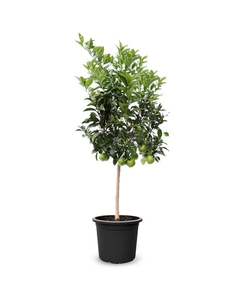 Citrus Sinensis