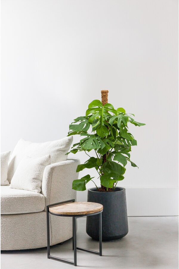 Monstera Plante à trous tuteur en mousse M