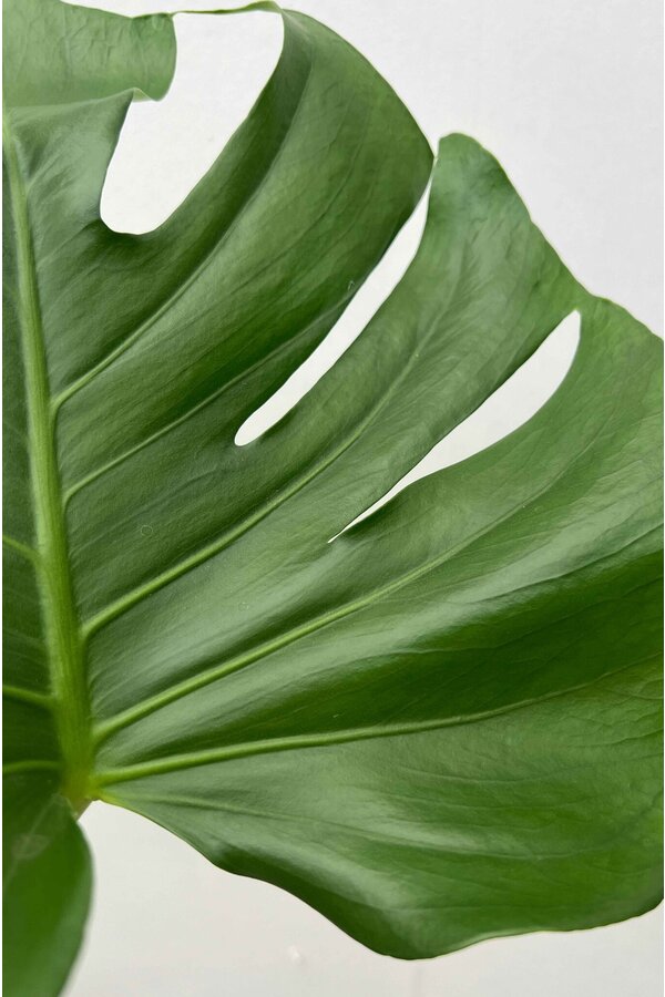 Monstera Plante à trous tuteur en mousse M
