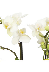 Phalaenopsis Optifriend Sandra Lazio blanc