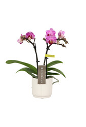 Phalaenopsis Optifriend Lotte Lazio blanc