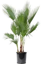 Washingtonia L