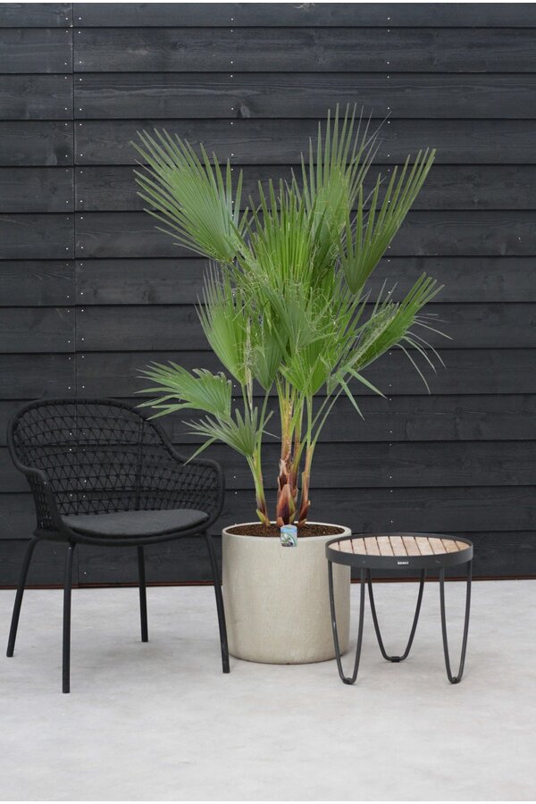 Washingtonia L