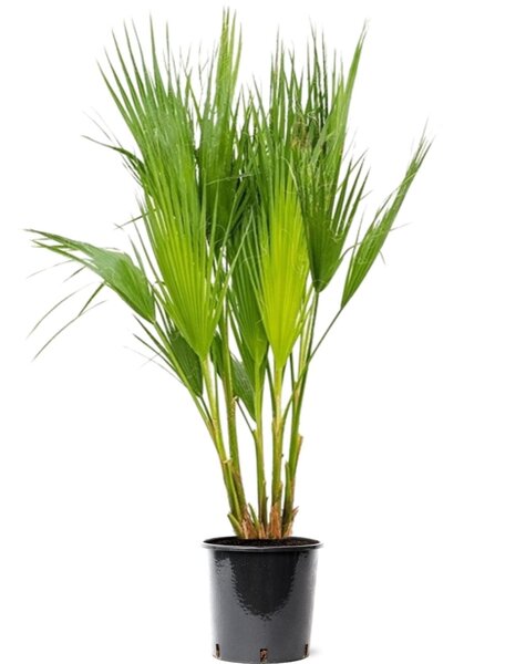 Washingtonia