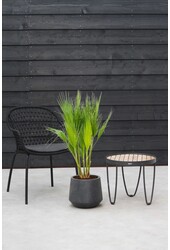 Washingtonia M