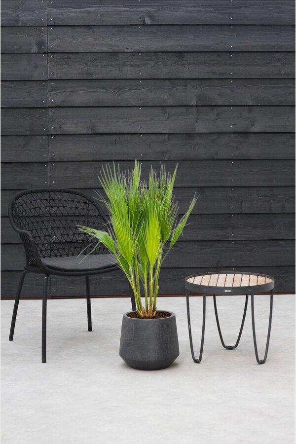 Washingtonia M