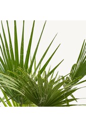 Washingtonia S