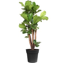 Ficus Lyrata