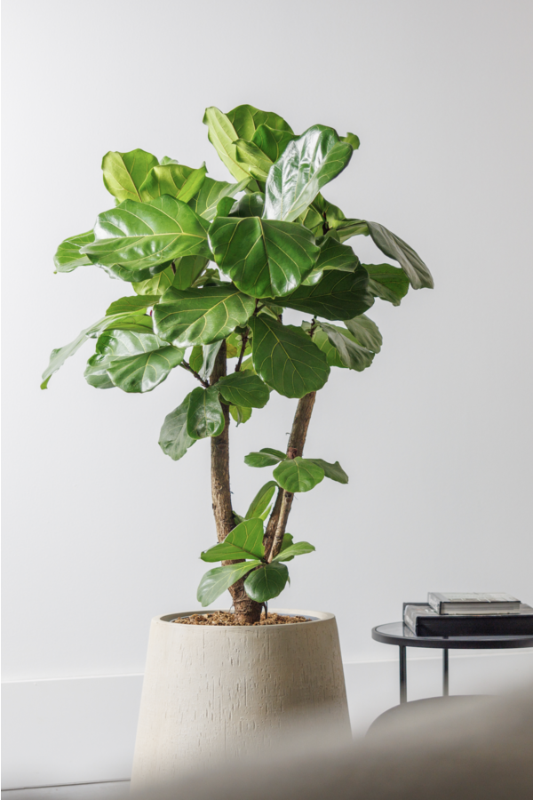 Ficus lyrata ramifié L