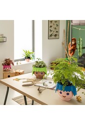 Spiderplant Ocean in Ojo Kids Pot