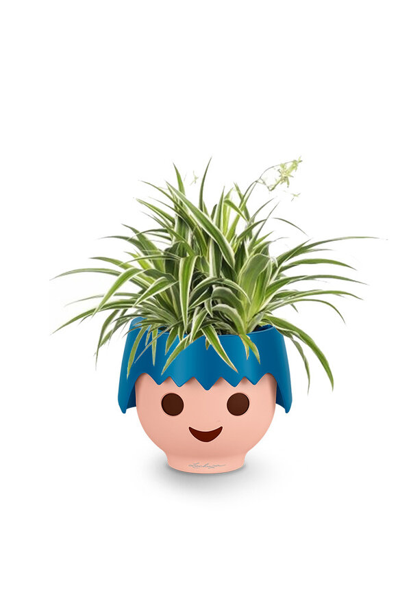 Spiderplant Ocean in Ojo Kids Pot