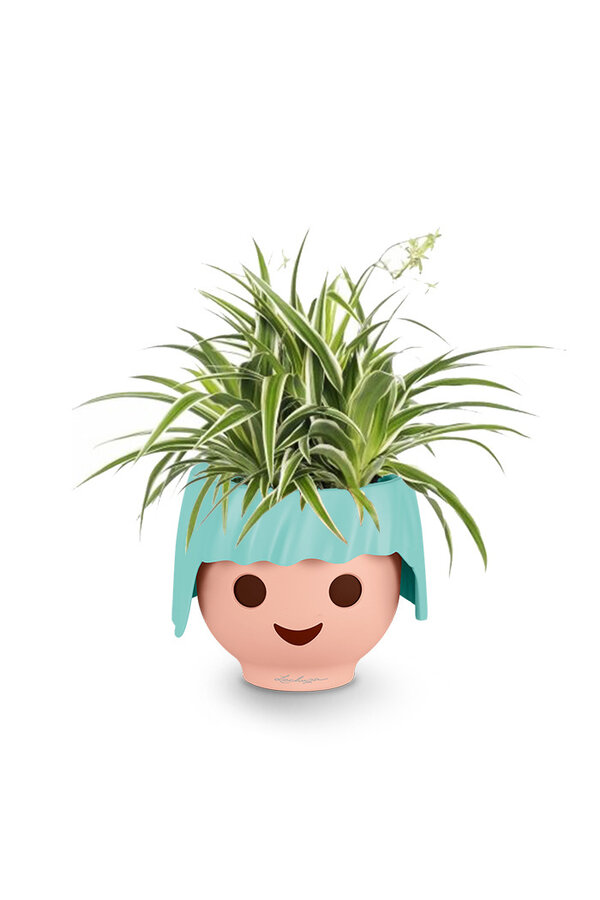 Spiderplant Ocean in Ojo Kids Pot