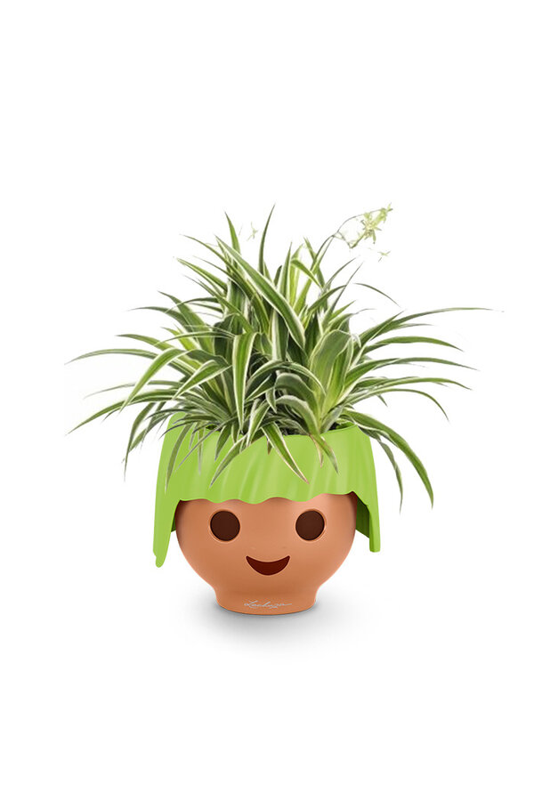 Spiderplant Ocean in Ojo Kids Pot