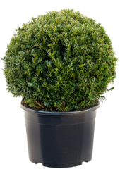 If commun Taxus Baccata L