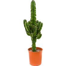 Euphorbia