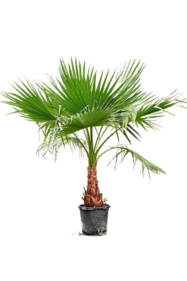 Washingtonia XXL
