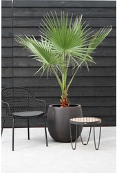 Washingtonia XXL