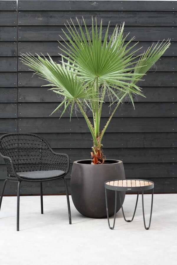 Washingtonia XXL