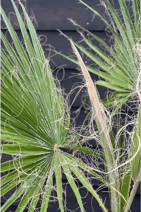 Washingtonia XXL