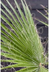 Washingtonia XXL