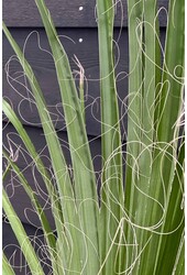 Washingtonia XXL