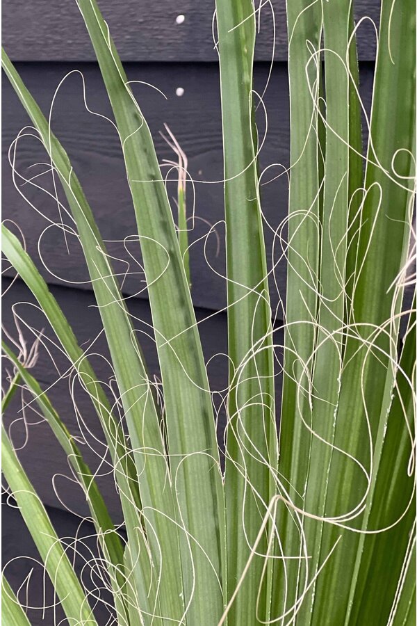 Washingtonia XXL