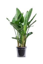 Strelitzia Nicolai XXL