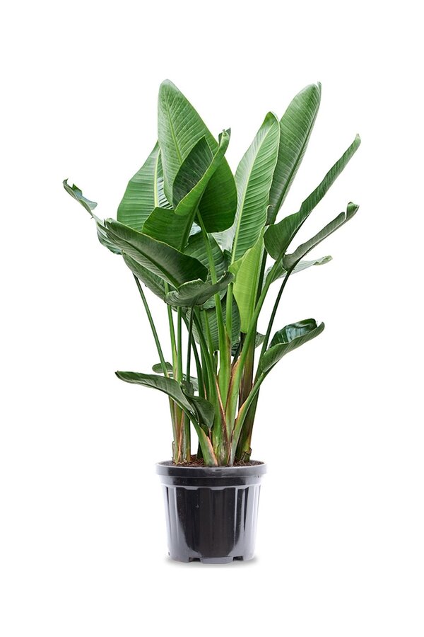 Strelitzia Nicolai XXL