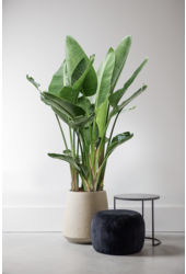 Strelitzia Nicolai XXL