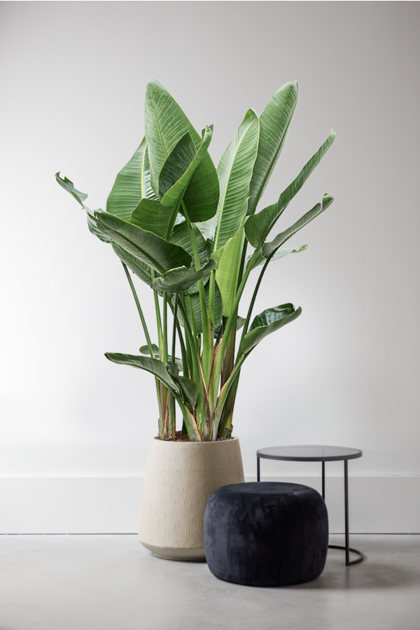 Strelitzia Nicolai XXL