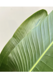 Strelitzia Nicolai XXL