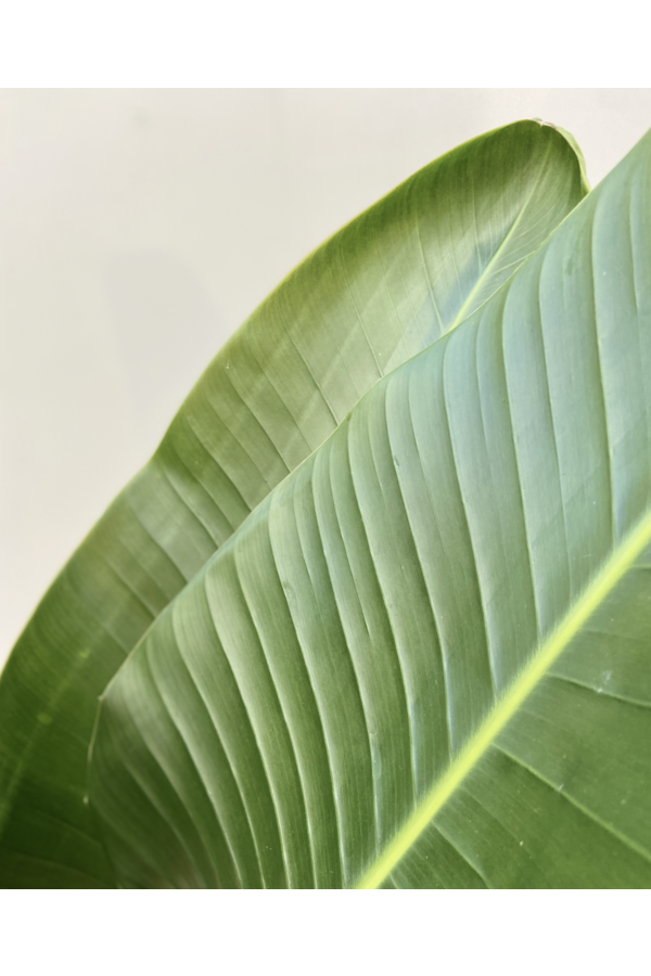Strelitzia Nicolai XXL