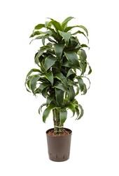 Hydroplante Dracaena dorado