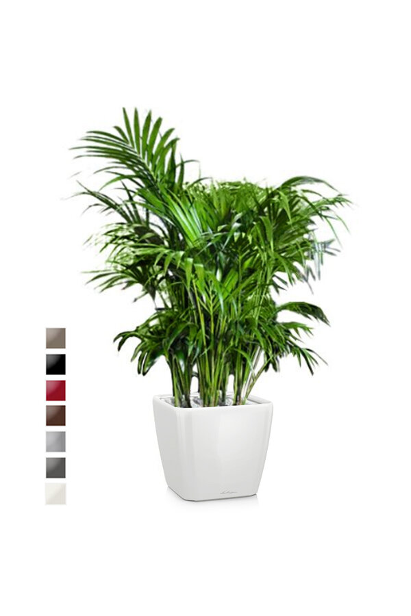 Palmier Kentia dans un pot Quadro à réserve d'eau