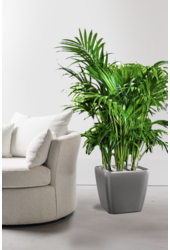 Palmier Kentia dans un pot Quadro à réserve d'eau
