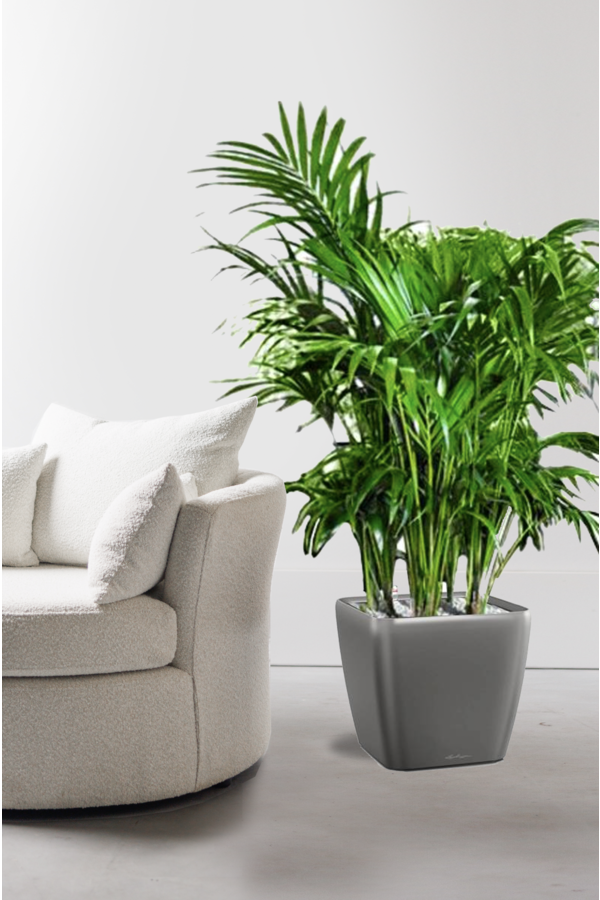 Palmier Kentia dans un pot Quadro à réserve d'eau