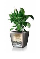 Palmier Kentia dans un pot Quadro à réserve d'eau