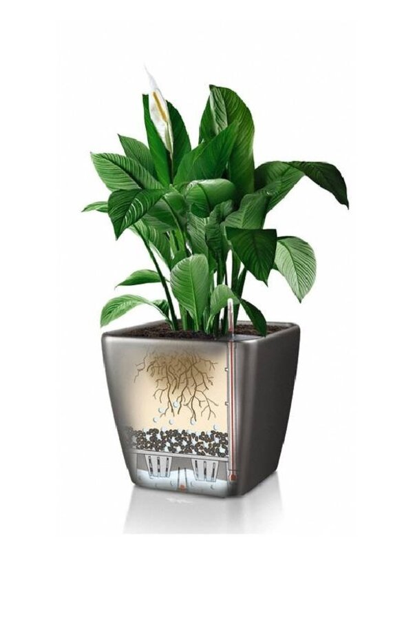 Palmier Kentia dans un pot Quadro à réserve d'eau