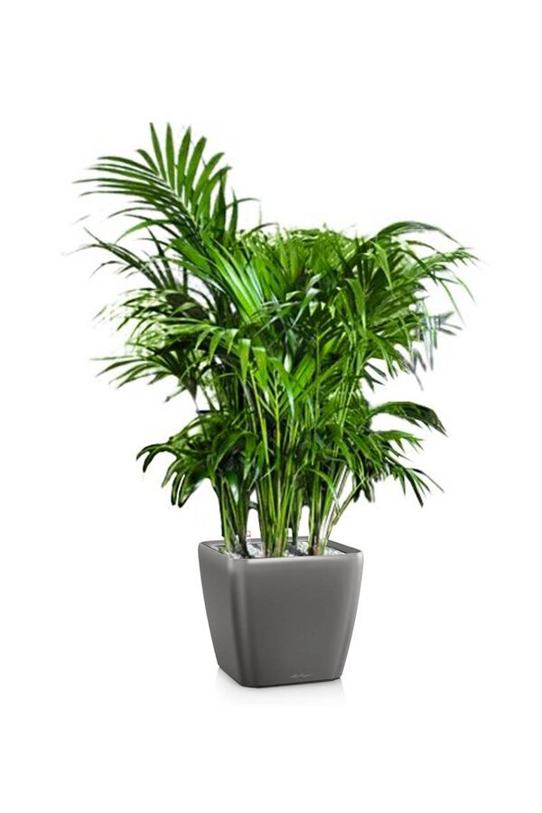 Palmier Kentia dans un pot Quadro à réserve d'eau