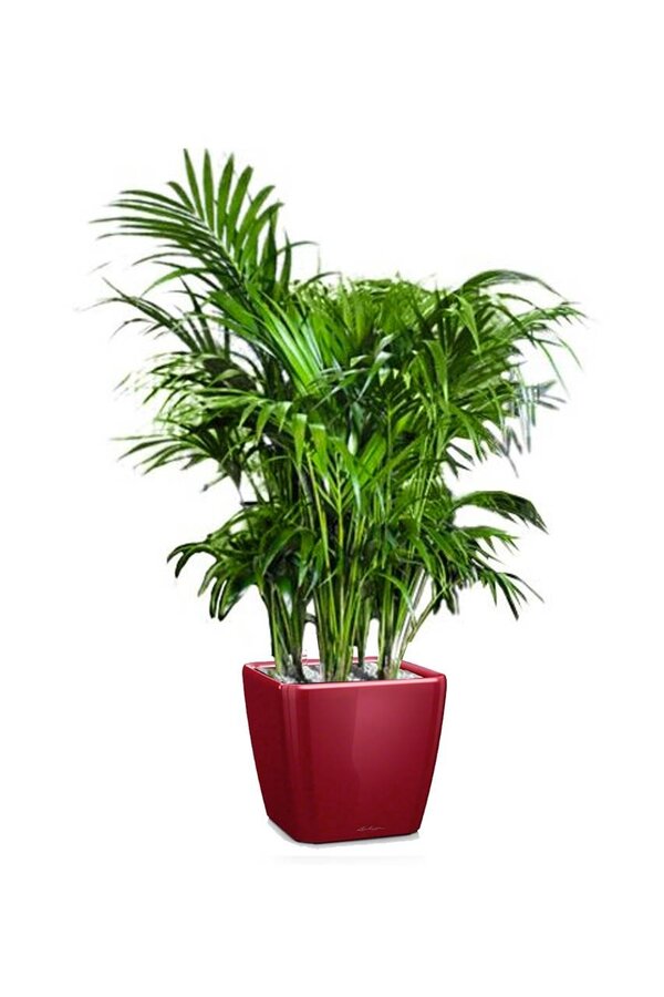 Palmier Kentia dans un pot Quadro à réserve d'eau