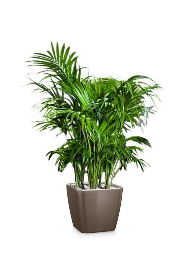 Palmier Kentia dans un pot Quadro à réserve d'eau