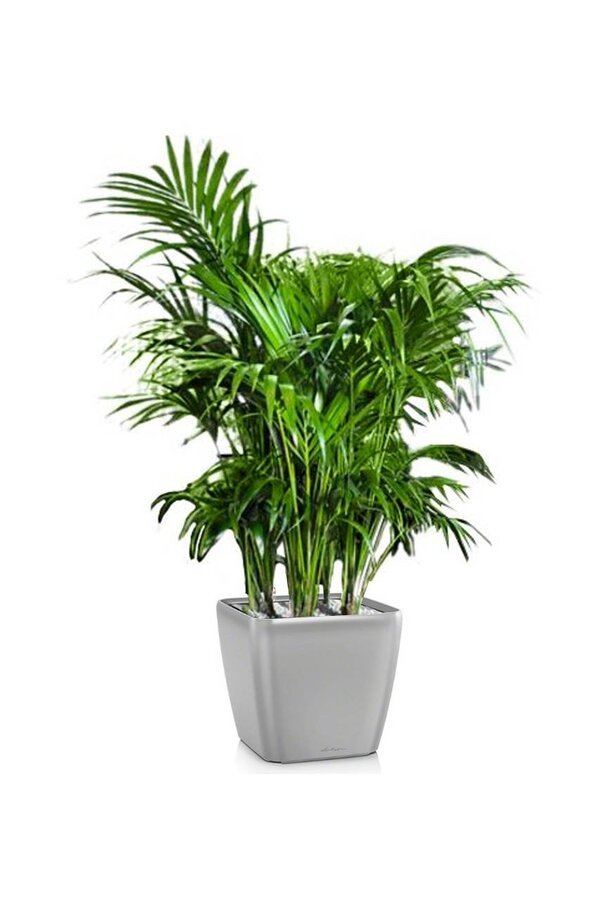 Palmier Kentia dans un pot Quadro à réserve d'eau
