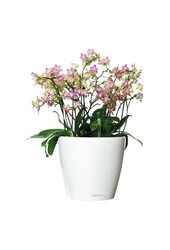 Orchidées dans le Classico auto-arrosant