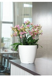 Orchidées dans le Classico auto-arrosant