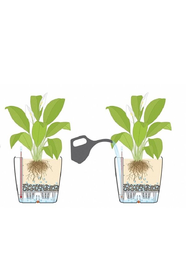 Orchidées dans le Classico auto-arrosant